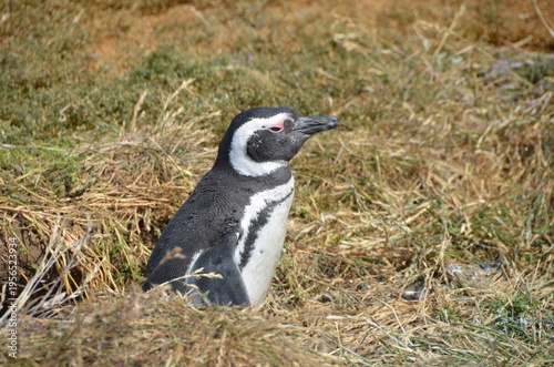 Penguins at Isla Magdalena
