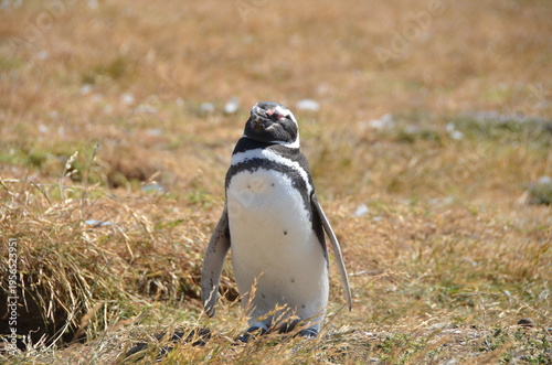 Penguins at Isla Magdalena