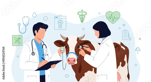 Veterinary care for livestock two veterinarians are examining a brown and white cow