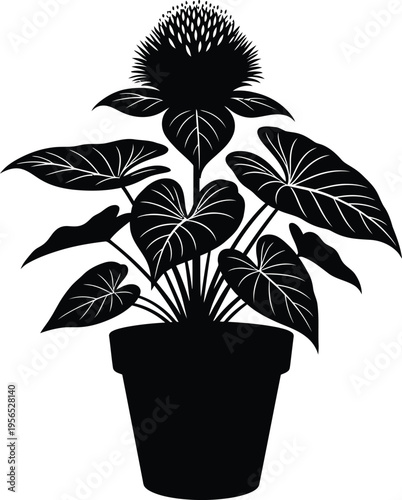 A black and white image of a potted plant