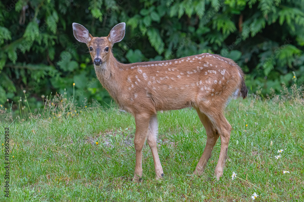 Obraz premium Black tailed deer baby 