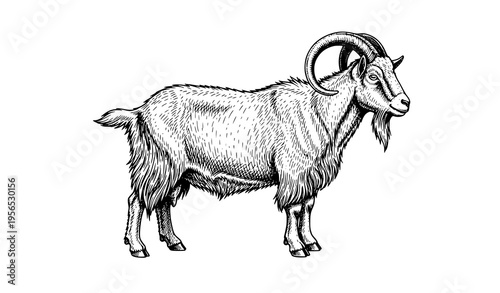 Antique goat engraving sketch horned farm animal vintage vector illustration