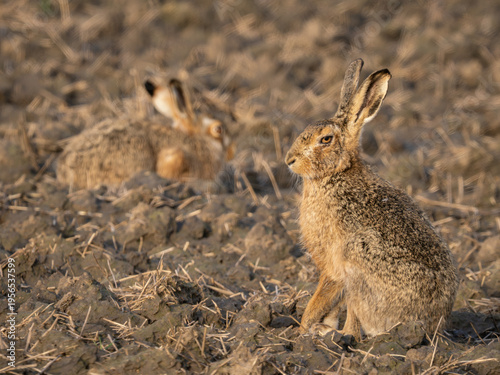 Two Brown Hares in a plowed field