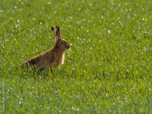 British Brown Hare in a field of Grass and Wheat