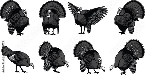 Black and white turkey silhouette collection featuring different poses, standing, pecking, and strutting birds isolated on white background for design.