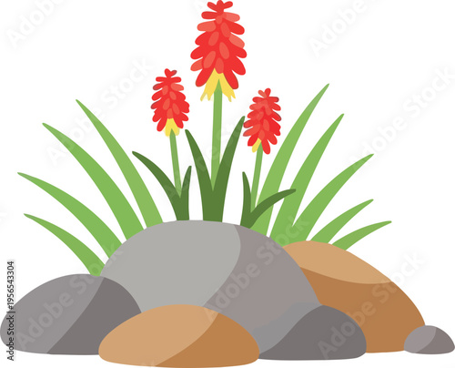 Red hot poker flowers and rocks flat vector illustration for landscaping and gardening design