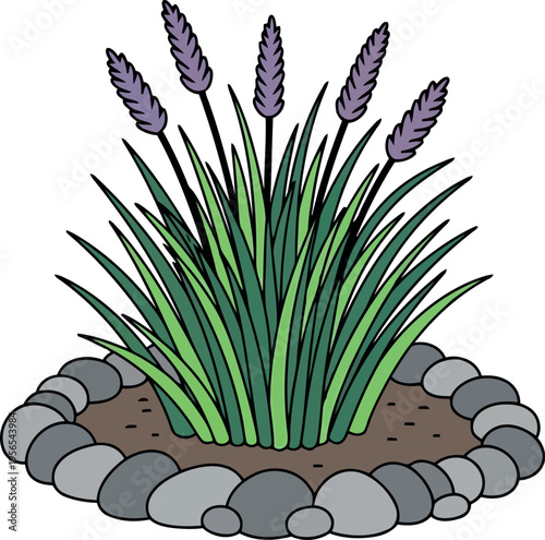 Hand-drawn lavender plant in rock garden, isolated vector illustration for landscaping and botanical design