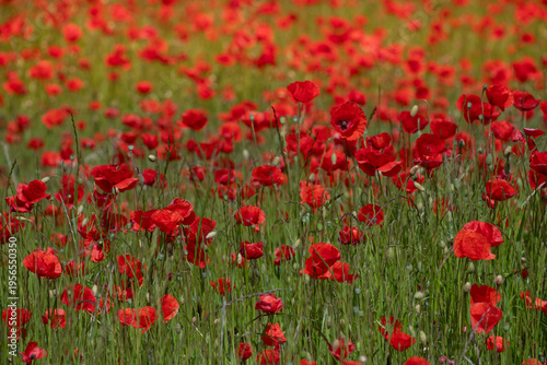 A field of red poppies in bloom. The sun shines golden.