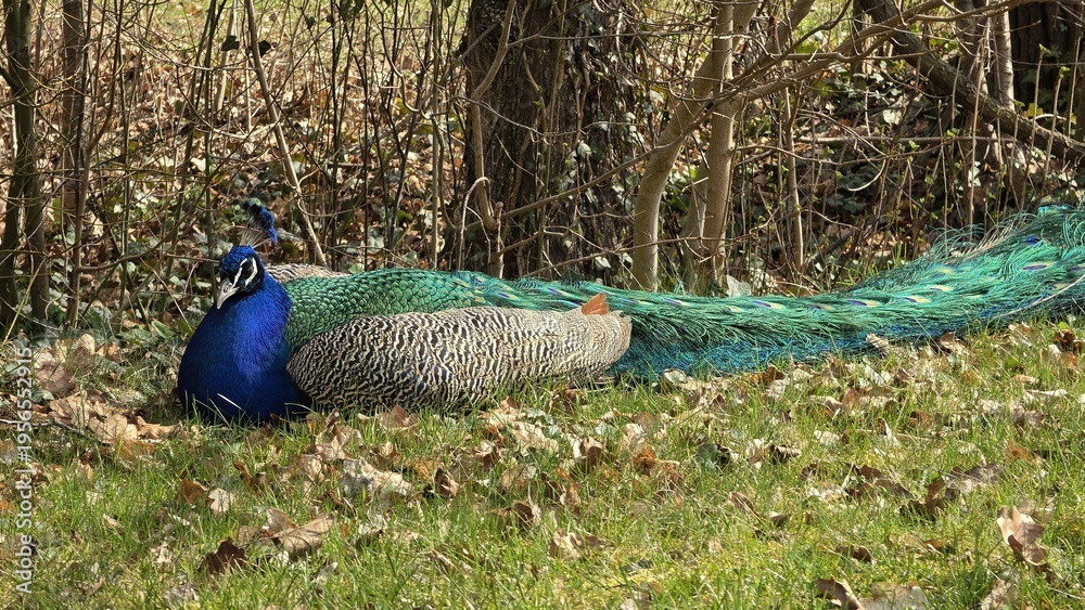 Naklejka premium Male Indian peafowl resting on green grass