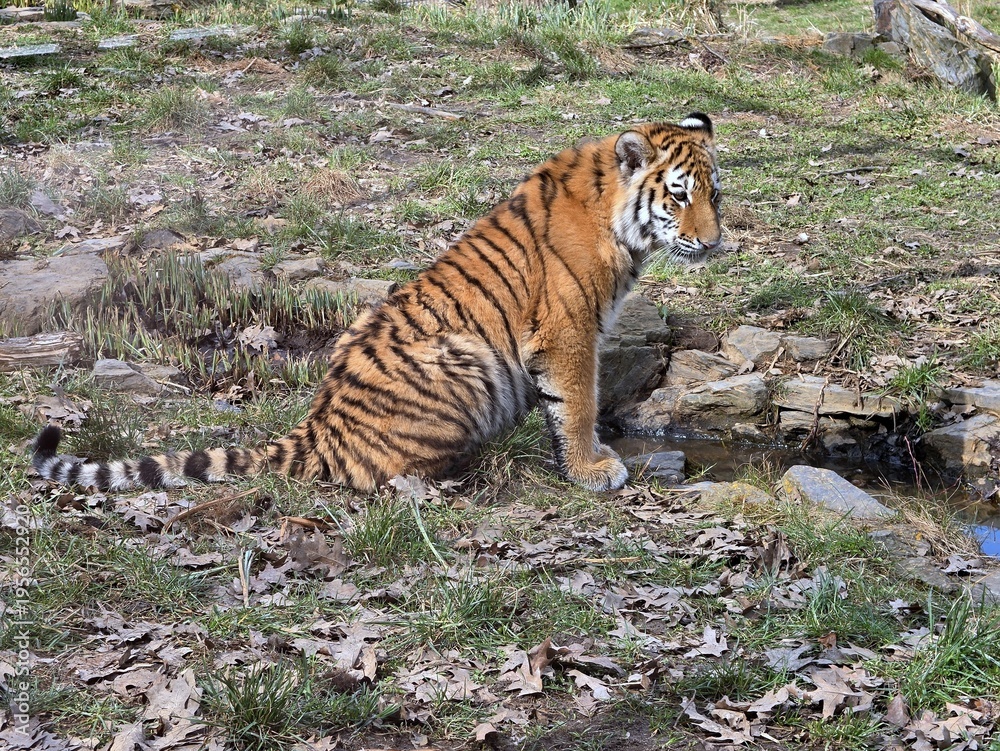 Obraz premium Young Siberian tiger sitting on the grass in a zoo enclosure