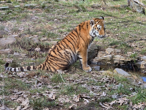 Tableau sur toile Young Siberian tiger sitting on the grass in a zoo enclosure