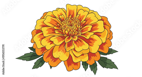 Vibrant Orange Marigold Flower Flat Design Illustration isolated on white background