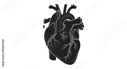 Detailed anatomical heart illustration in a striking black silhouette