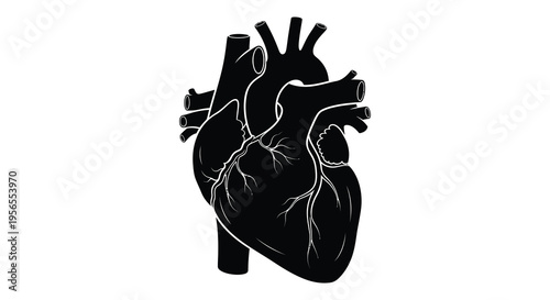 Anatomical heart illustration with detailed vessels a striking silhouette