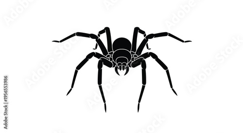 Black spider silhouette isolated on white background