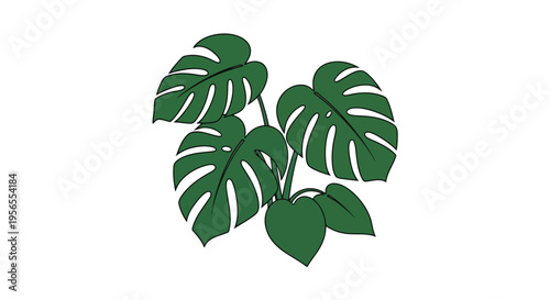 Flat illustration of a Monstera deliciosa plant with green leaves on a isolated on white background