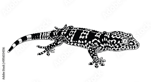 Black and white illustration of a gecko with spotted pattern isolated on white background