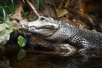 A crocodile lies near the water, viewed from the side