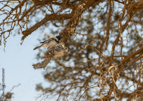Wallpaper Mural Cape Sparrow at Sossusvlei in the Namib Desert, Namibia Torontodigital.ca