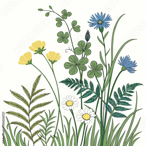 Wildflower meadow botanical illustration featuring ferns clover and daisies