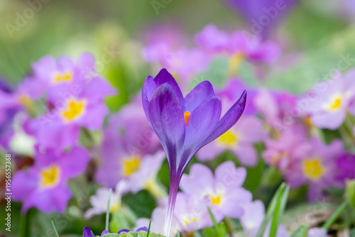 einzelner lila Krokus scharf gestellt mit schönem bunten Primel Bokah