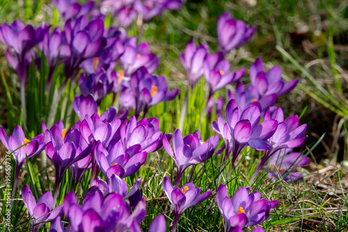 lila Krokusse mitte scharf schönes Bokah