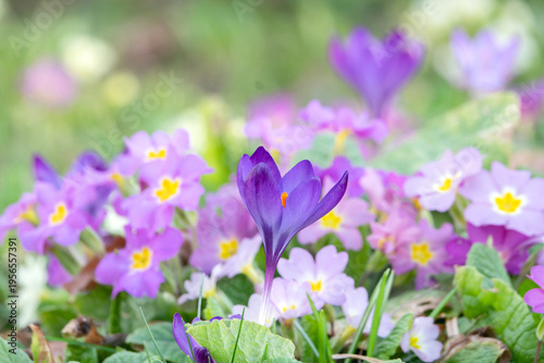 einzelner Krokus in Primel Wiese buntes Bokah mitte scharf