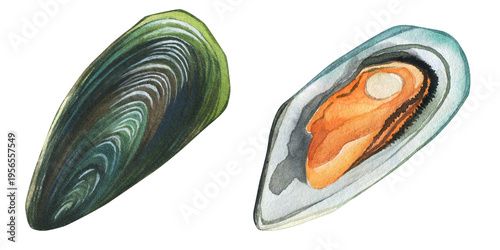 Canvastavla Mussels are bivalve mollusks (Mytilus edulis)