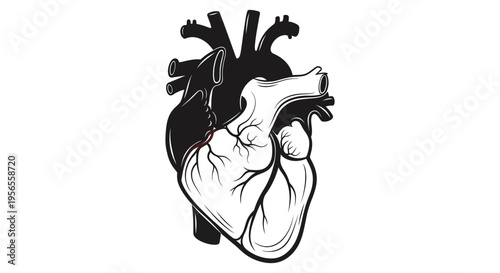Anatomical heart illustration with detailed veins and arteries a dark silhouette