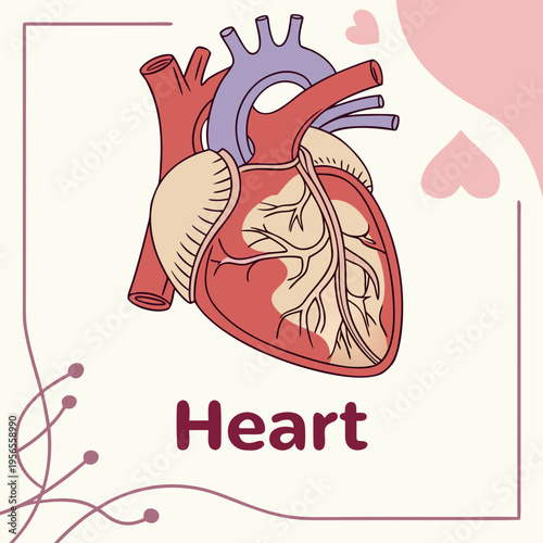 Anatomical human heart medical illustration with arteries and veins