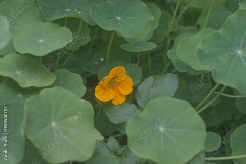 Hojas de planta Capuchina o taco de reina con una flor central