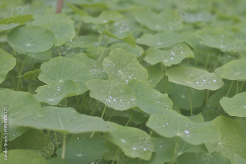 Hojas de planta Capuchina o taco de reina con gotas de lluvia en ellas