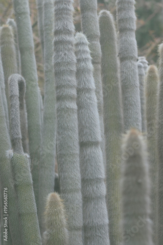Cactus Antorcha de Plata 