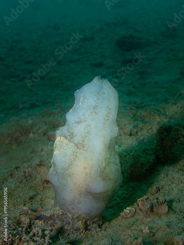 Phallusia mammillata sea squirt on rocky seabed, underwater macro marine invertebrate, Adriatic Sea