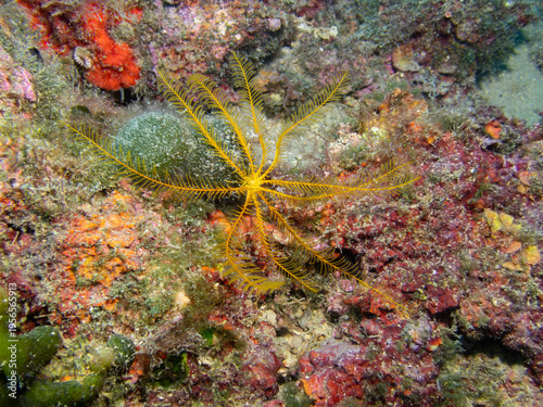 Mediterranean feather star (Echinodermata) on seabed, marine invertebrate underwater macro, Adriatic Sea