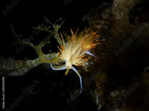 Dondice banyulensis nudibranch on hydroid, colorful sea slug underwater macro, Adriatic Sea