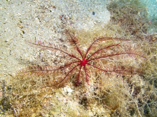 Feather star crinoid close up on seabed, Echinodermata marine invertebrate underwater macro, Adriatic Sea