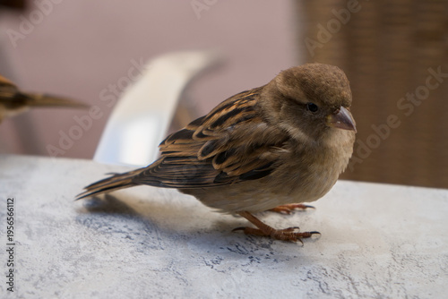 Moineau domestique (Passer domesticus) en ville attendant des miettes de biscuits sur une terasse de bar