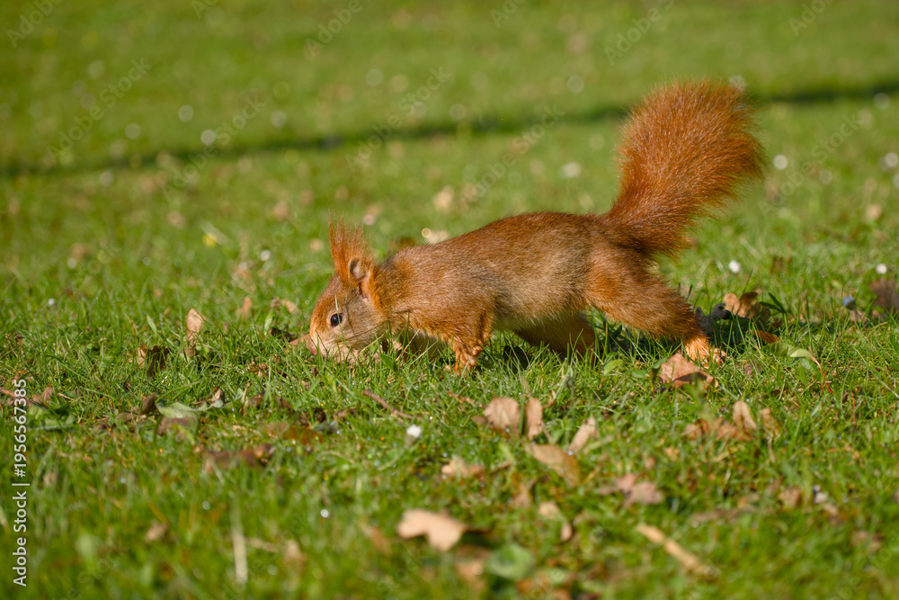 Naklejka premium Red squirrel sniffing ground while foraging on green grass