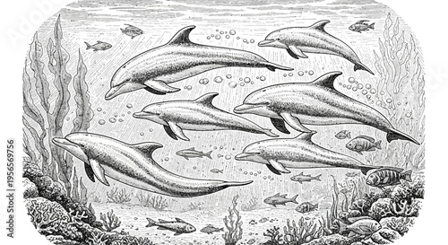 Vintage Engraving Style Illustration of a Dolphin Pod Swimming Underwater