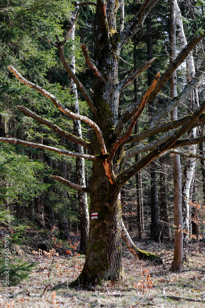 Fototapeta premium A mysterious tree in the middle of the forest