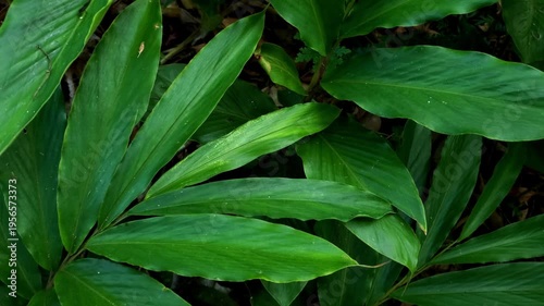 Green Cardamom leaves in a lush tropical rainforest | Peninsular Malaysia