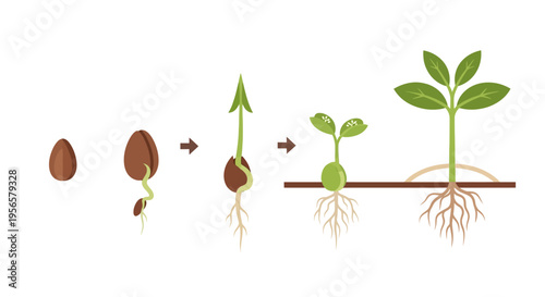 Plant growth stages vector illustration showing seed germination, sprout, and young plant development