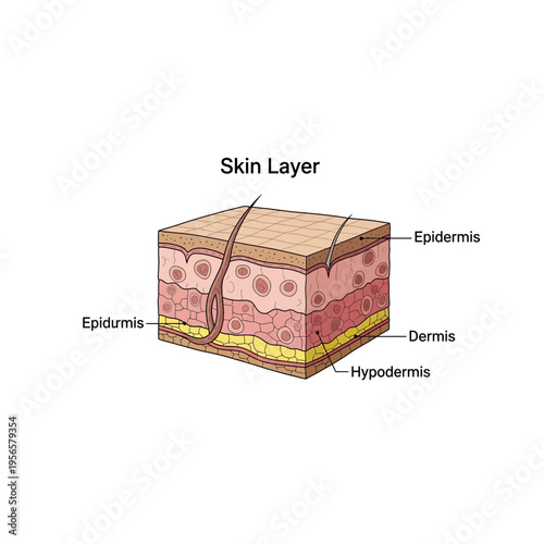 Detailed Human Skin Layer Anatomy Diagram with Epidermis and Dermis