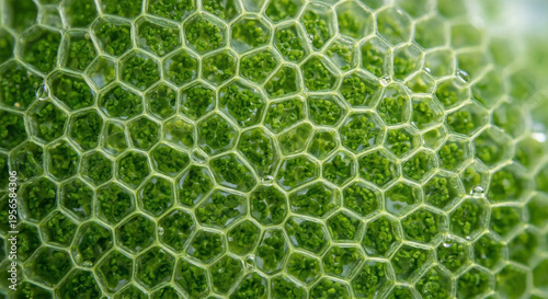 Detailed macro photograph of green algae cellular structure with hexagonal pattern and tiny bubbles
