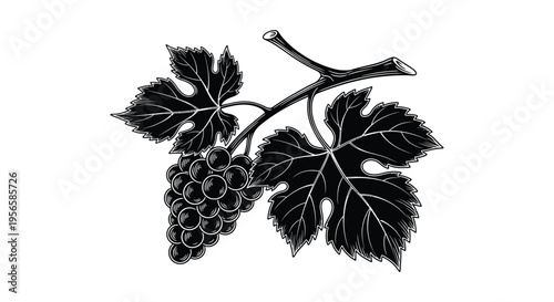 Detailed black ink illustration depicts a vine with grapes and leaves showcasing a striking silhouette high quality professional detailed modern elegant