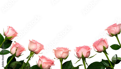 Light pink roses in a curved row, on green stems, against a black background