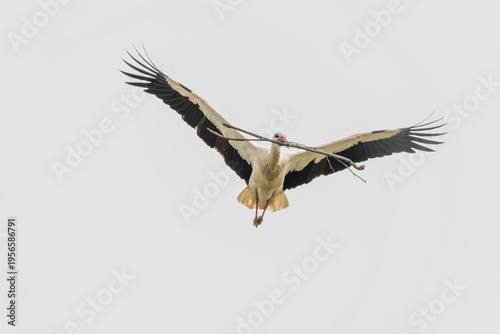 White stork flying carrying stick for nesting
