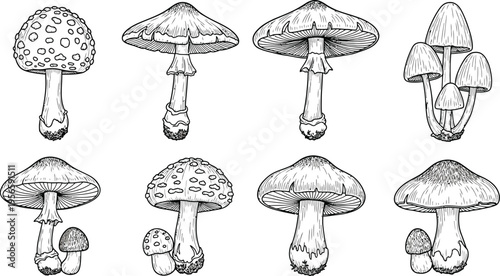 Detailed illustration of different mushroom species