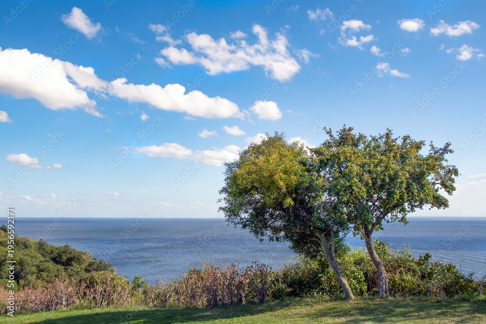 Fototapeta premium Tree on the Baltic Sea